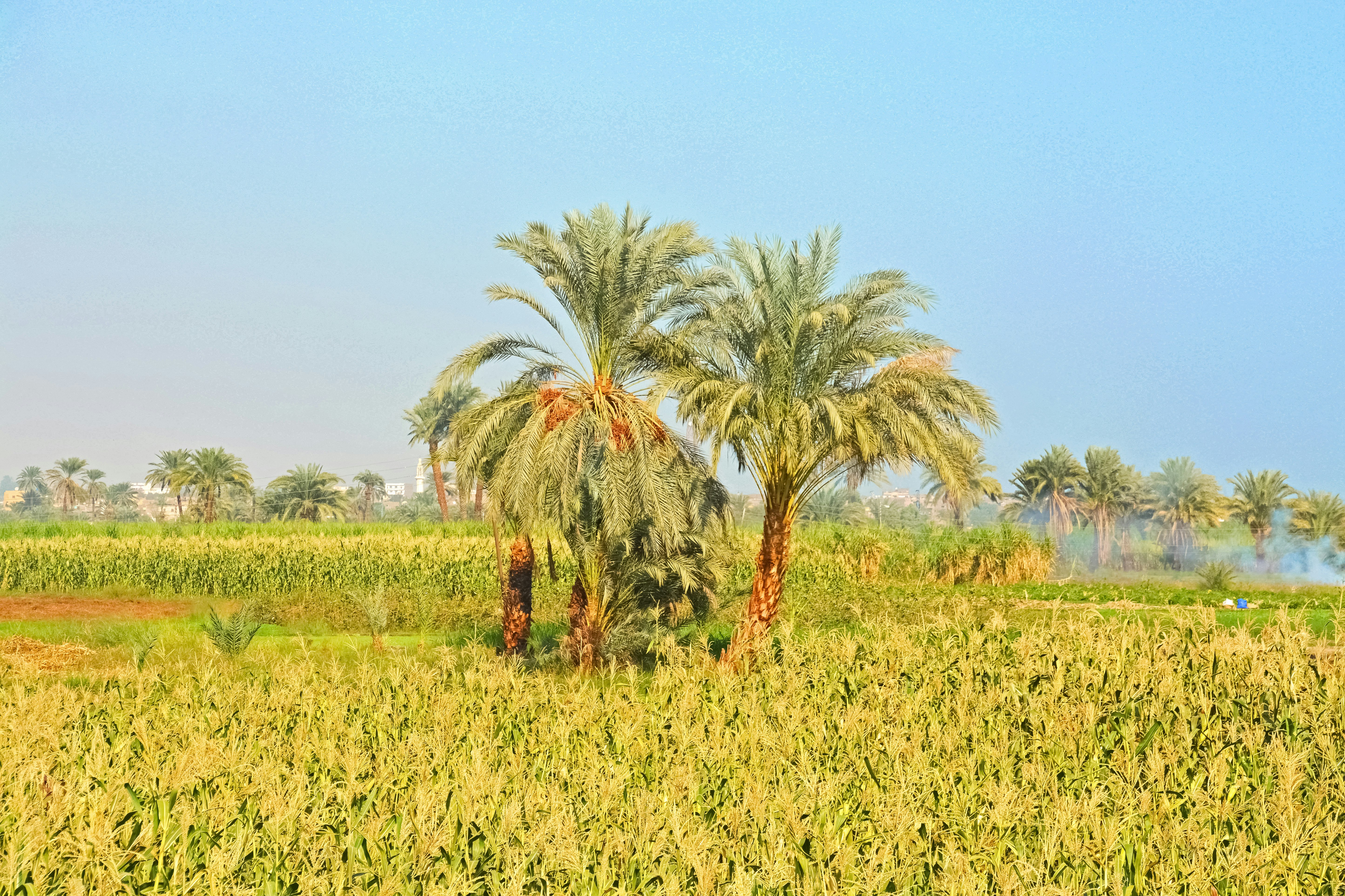 green and brown palm trees under blue sky during daytime